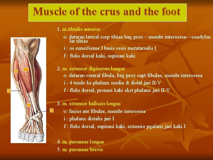 Muscle of the crus and the foot 1. m. tibialis anterior o: dataran lateral