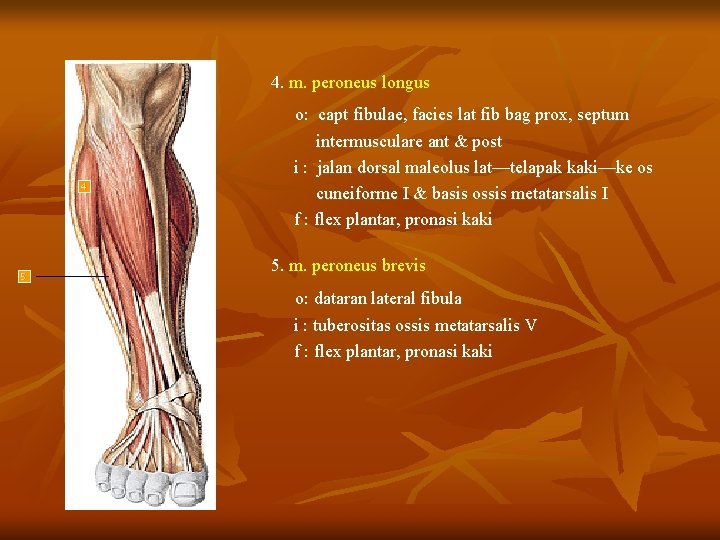 4. m. peroneus longus 4 5 o: capt fibulae, facies lat fib bag prox,