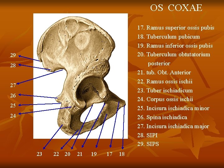 OS COXAE 17. Ramus superior ossis pubis 18. Tuberculum pubicum 19. Ramus inferior ossis