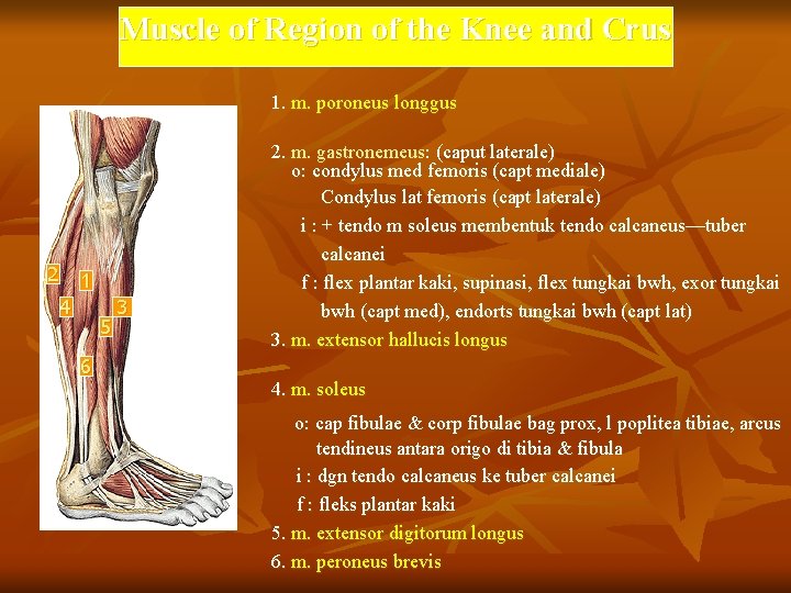 Muscle of Region of the Knee and Crus 1. m. poroneus longgus 2 1