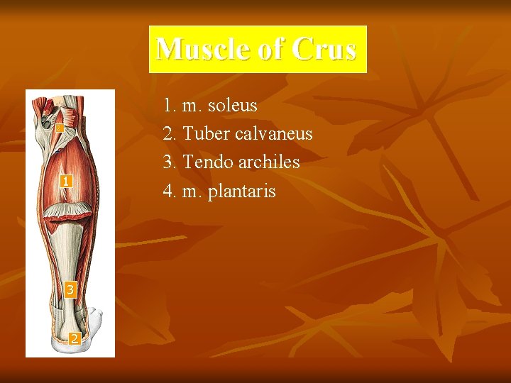 Muscle of Crus 1. m. soleus 2. Tuber calvaneus 3. Tendo archiles 4. m.