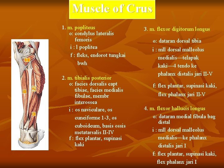 Muscle of Crus 1. m. popliteus o: condylus lateralis femoris i : l poplitea