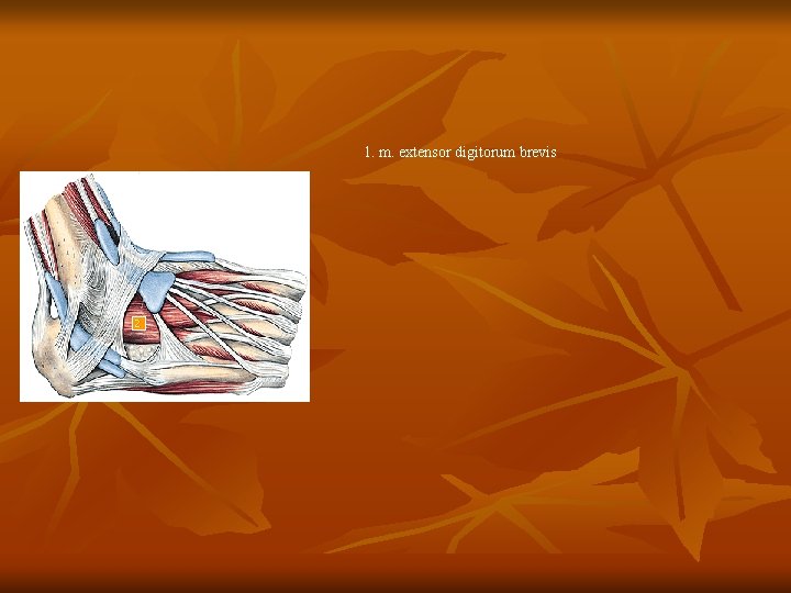 1. m. extensor digitorum brevis 2 