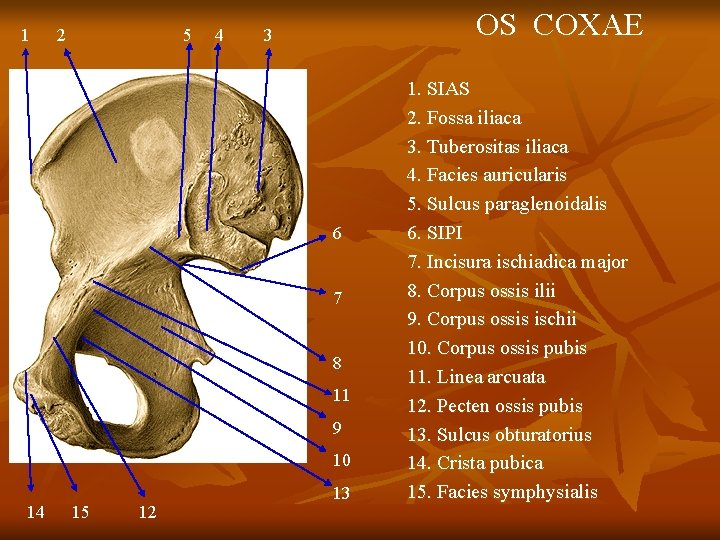 1 2 5 4 OS COXAE 3 6 7 8 11 9 10 14