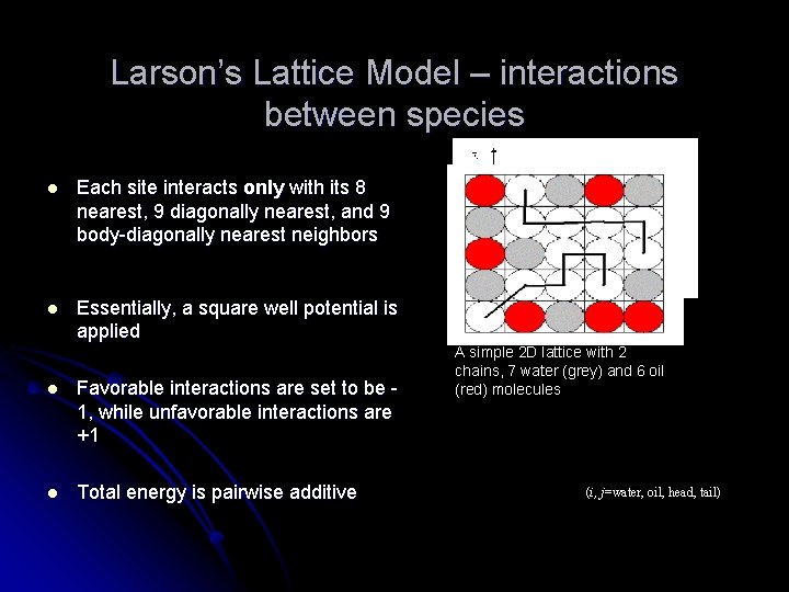 Larson’s Lattice Model – interactions between species l Each site interacts only with its