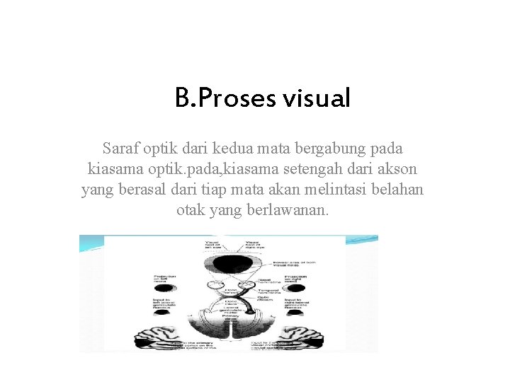 B. Proses visual Saraf optik dari kedua mata bergabung pada kiasama optik. pada, kiasama