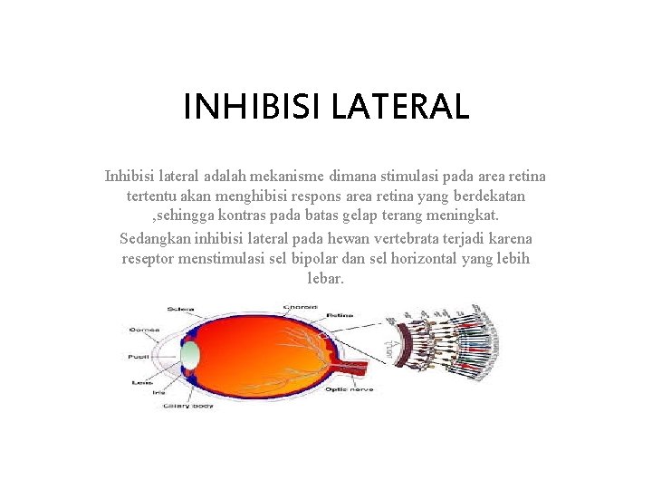 INHIBISI LATERAL Inhibisi lateral adalah mekanisme dimana stimulasi pada area retina tertentu akan menghibisi