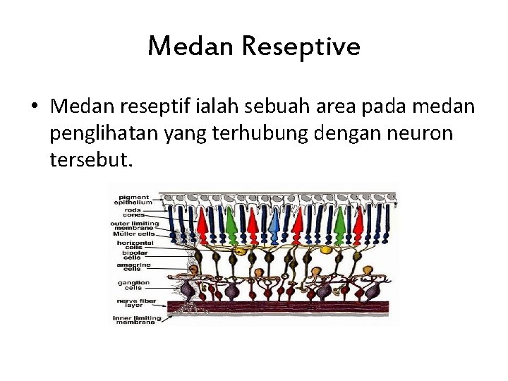 Medan Reseptive • Medan reseptif ialah sebuah area pada medan penglihatan yang terhubung dengan