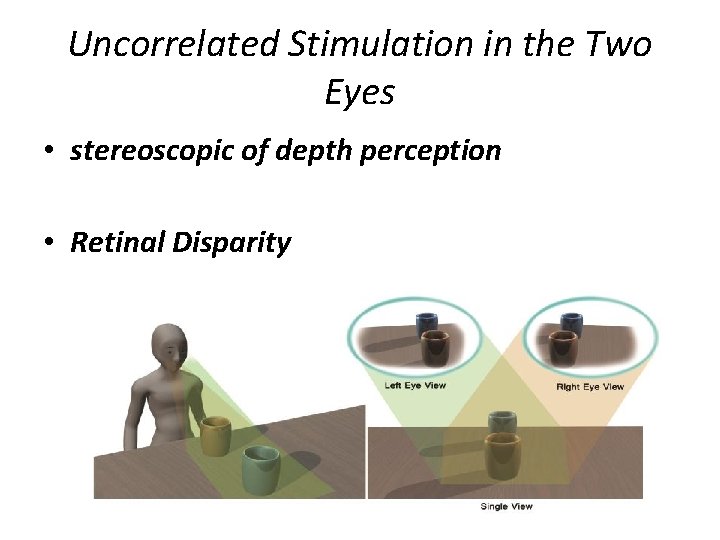 Uncorrelated Stimulation in the Two Eyes • stereoscopic of depth perception • Retinal Disparity