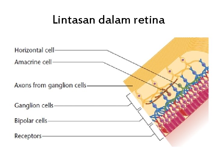 Lintasan dalam retina 
