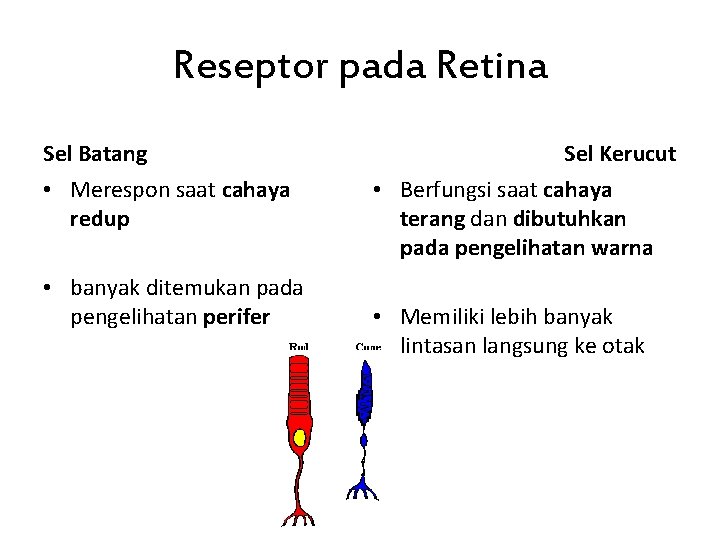 Reseptor pada Retina Sel Batang • Merespon saat cahaya redup • banyak ditemukan pada