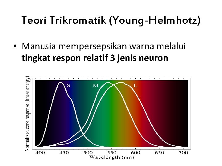 Teori Trikromatik (Young-Helmhotz) • Manusia mempersepsikan warna melalui tingkat respon relatif 3 jenis neuron