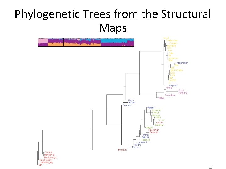 Phylogenetic Trees from the Structural Maps 11 