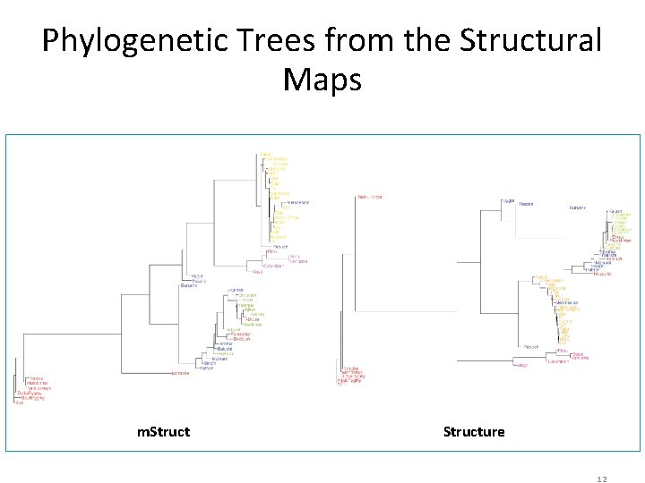 Phylogenetic Trees from the Structural Maps m. Structure 12 