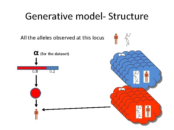Generative model- Structure All the alleles observed at this locus α (for the dataset)