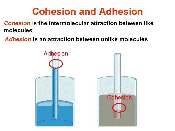 Cohesion and Adhesion Cohesion is the intermolecular attraction between like molecules Adhesion is an