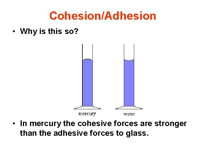 Cohesion/Adhesion • Why is this so? • In mercury the cohesive forces are stronger