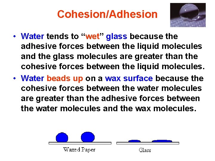 Cohesion/Adhesion • Water tends to “wet” glass because the adhesive forces between the liquid
