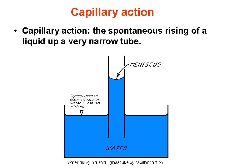 Capillary action • Capillary action: the spontaneous rising of a liquid up a very