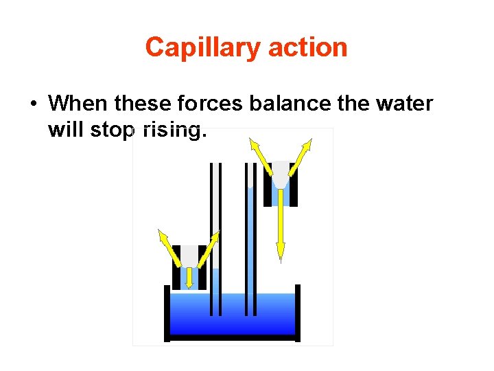 Capillary action • When these forces balance the water will stop rising. 