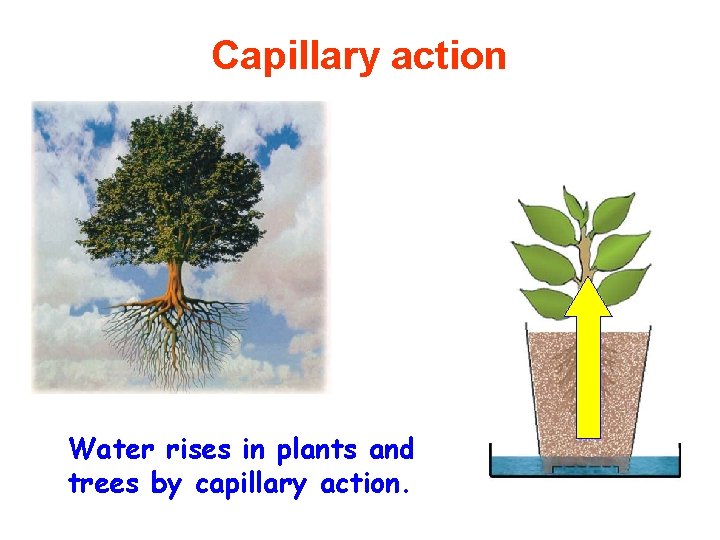 Capillary action Water rises in plants and trees by capillary action. 