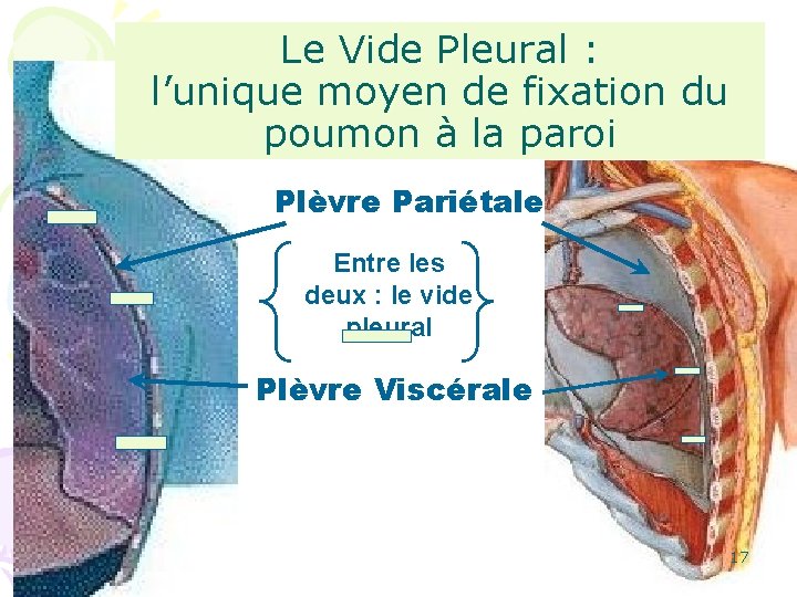 Le Vide Pleural : l’unique moyen de fixation du poumon à la paroi Plèvre