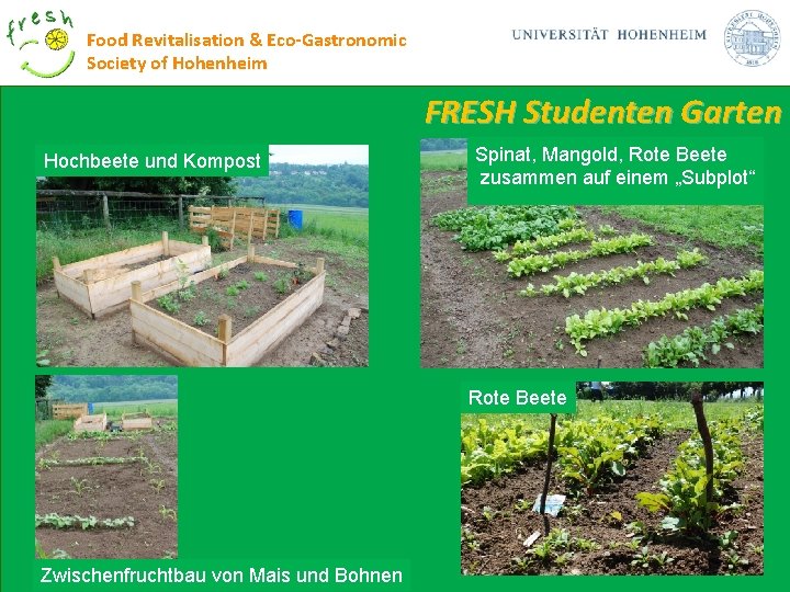 Food Revitalisation & Eco-Gastronomic Society of Hohenheim FRESH Studenten Garten Hochbeete und Kompost Spinat,