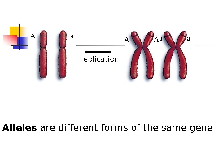 A a A Aa a replication Alleles are different forms of the same gene