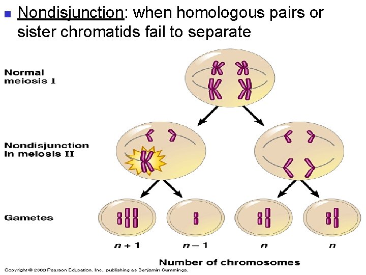 n Nondisjunction: when homologous pairs or sister chromatids fail to separate 