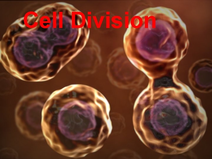 Cell Division 