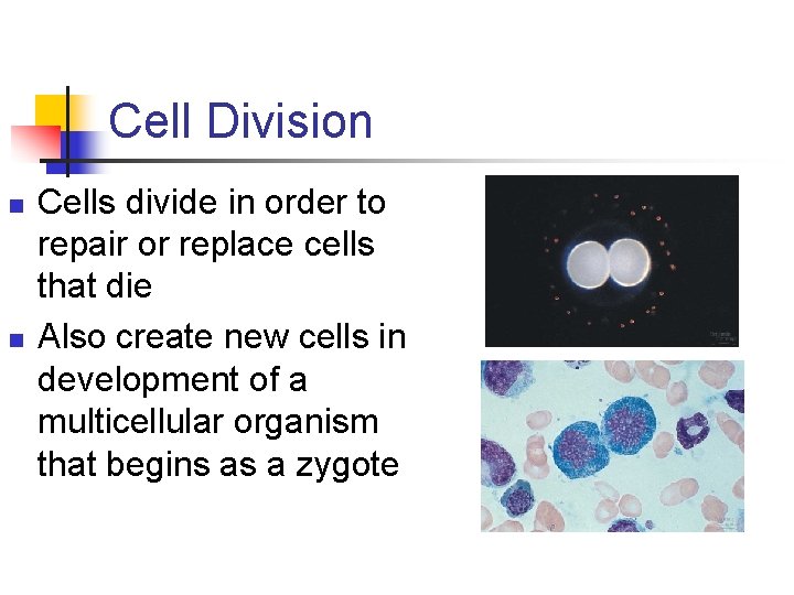 Cell Division n n Cells divide in order to repair or replace cells that