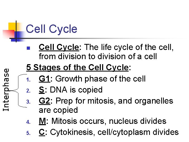 Cell Cycle: The life cycle of the cell, from division to division of a