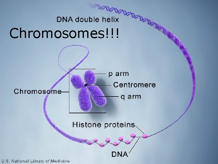 Chromosomes!!! 