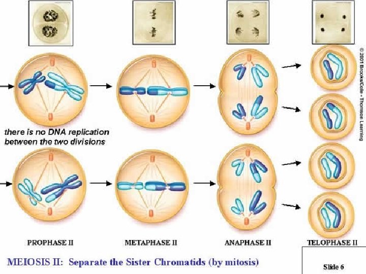 2 Types of Cell Division MEIOSIS: n Produces sex cells (gametes) n Occurs in