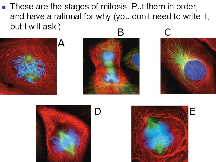 n These are the stages of mitosis. Put them in order, and have a