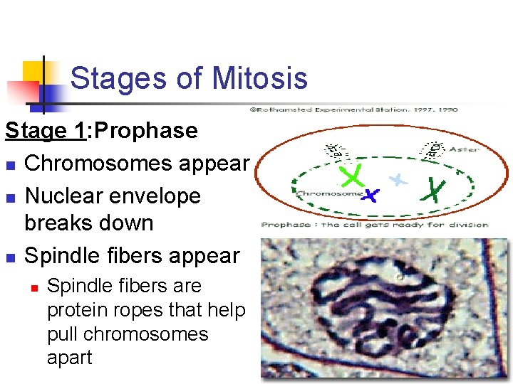 Stages of Mitosis Stage 1: Prophase n Chromosomes appear n Nuclear envelope breaks down