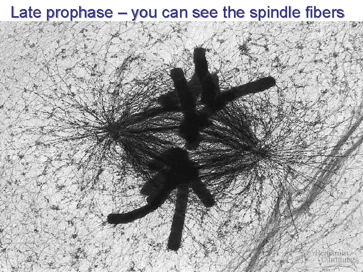 Late prophase – you can see the spindle fibers 