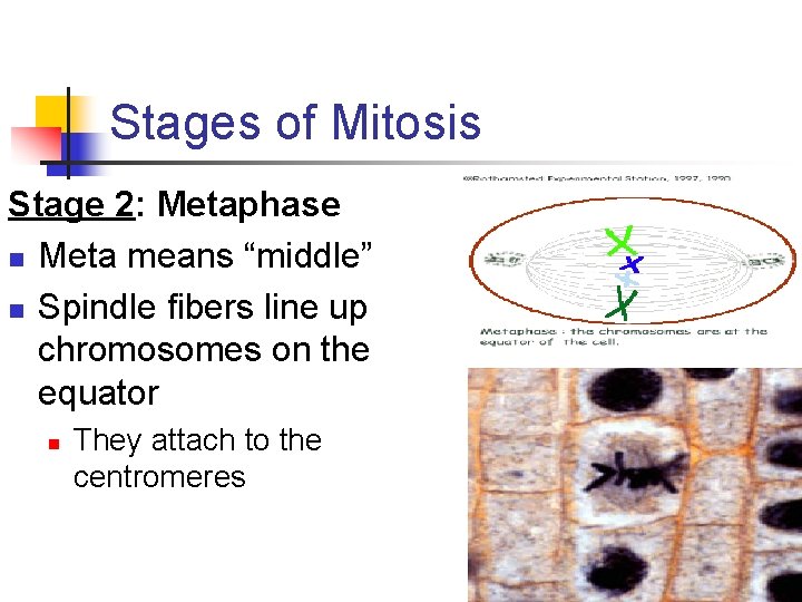 Stages of Mitosis Stage 2: Metaphase n Meta means “middle” n Spindle fibers line