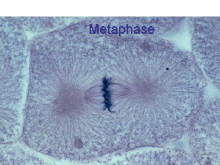 Metaphase 