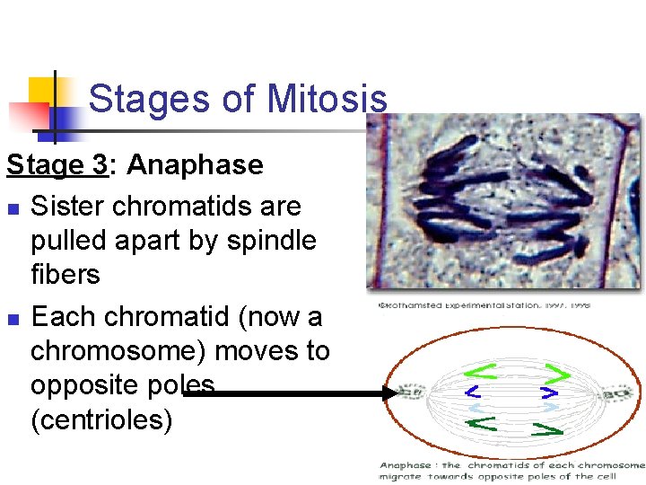 Stages of Mitosis Stage 3: Anaphase n Sister chromatids are pulled apart by spindle
