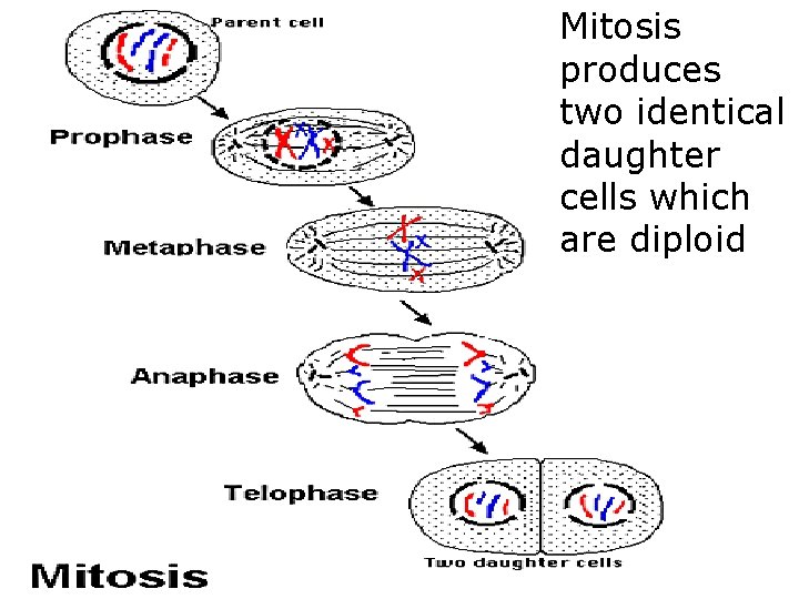 Mitosis produces two identical daughter cells which are diploid 