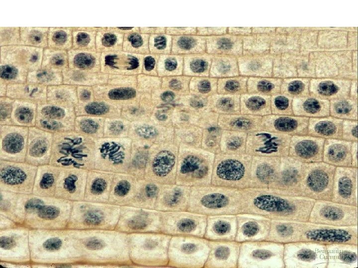 Mitosis in Onion Root 