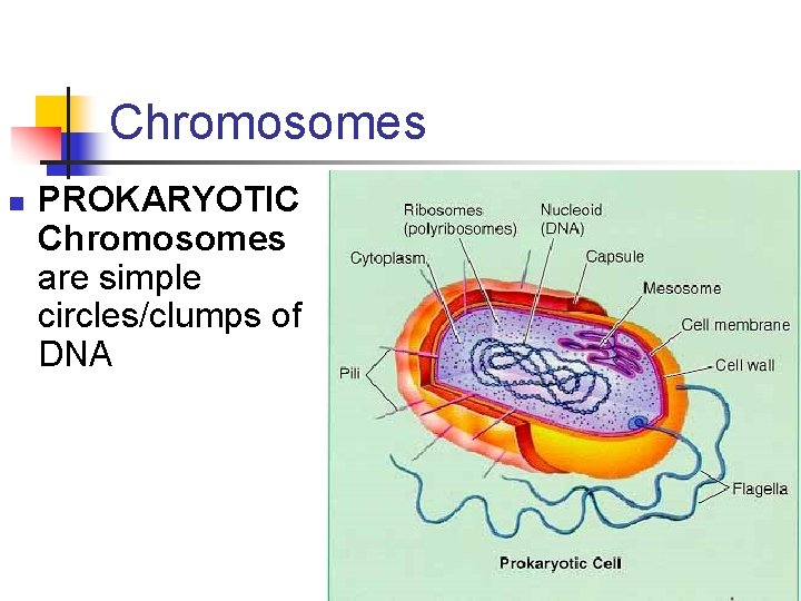 Chromosomes n PROKARYOTIC Chromosomes are simple circles/clumps of DNA 