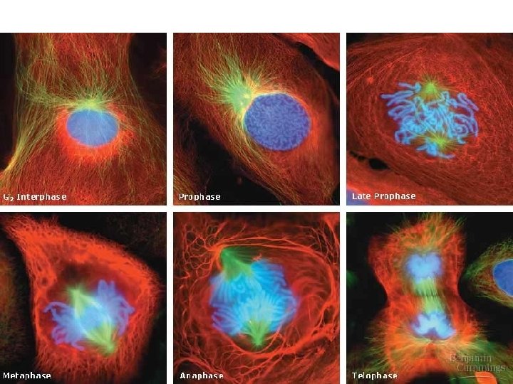 Mitosis overview 