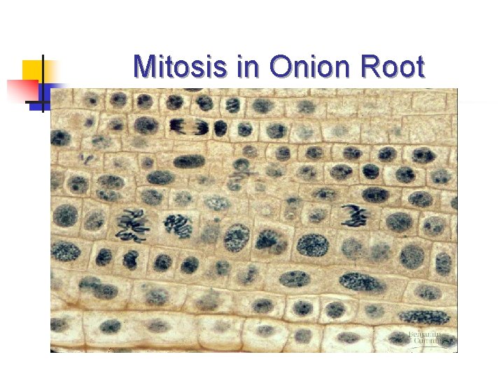 Mitosis in Onion Root 