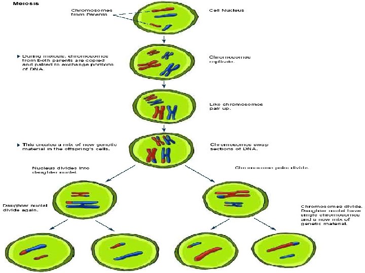 Meiosis 