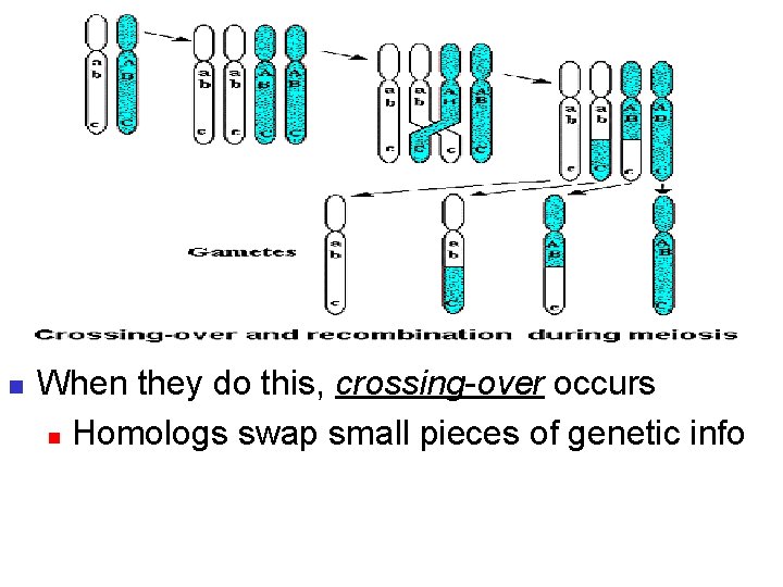 Crossing Over n n n During Meiosis 1, Homologous pairs form their sister chromatids