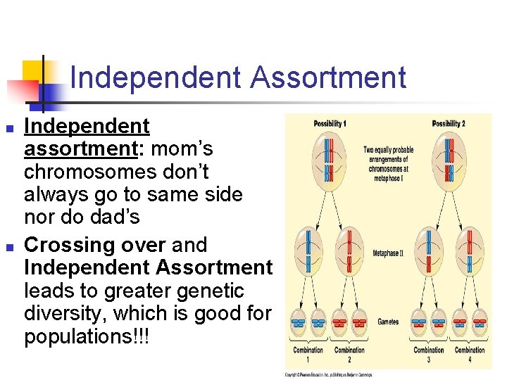 Independent Assortment n n Independent assortment: mom’s chromosomes don’t always go to same side