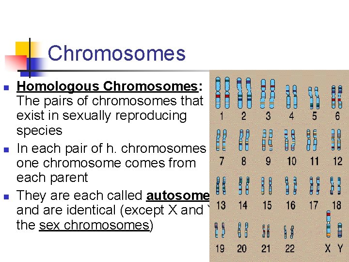 Chromosomes n n n Homologous Chromosomes: The pairs of chromosomes that exist in sexually