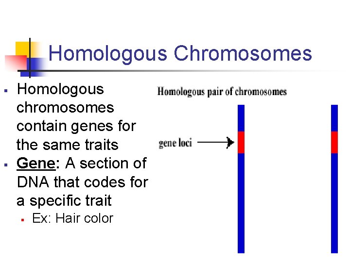 Homologous Chromosomes § § Homologous chromosomes contain genes for the same traits Gene: A